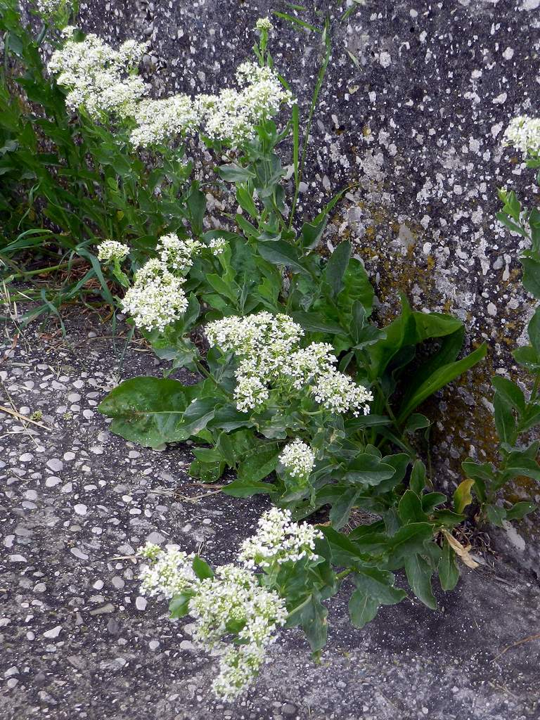 Lepidium draba ( =Cardaria draba) / Cocola, lattona